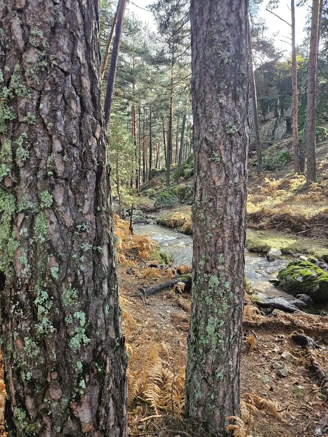 Bosque de pinos y piedra en el entorno de Monte Bebiome, Sierra de Guadarrama