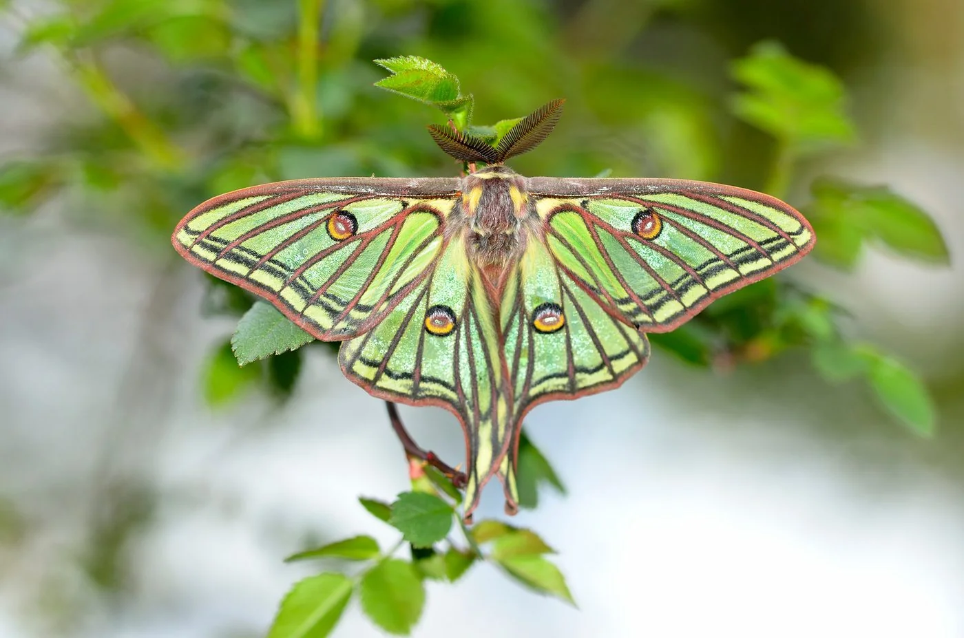 Mariposa Isabella posada sobre unas hojas, especie singular del entorno de Peguerinos